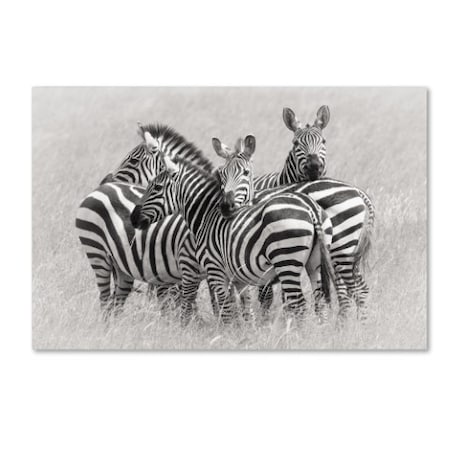 Kirill Trubitsyn 'Zebras' Canvas Art,22x32
